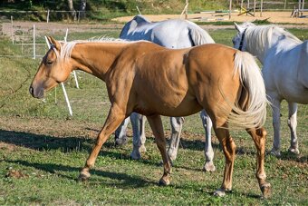 Čistokrevná klisna QH Palomino - 3