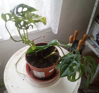 5x pokojová Monstery Monkey Leaf - 3