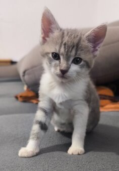 Vymazlená koťátka hledají nový domov 🏡 - 3