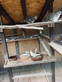 Holub chocholatý - 3