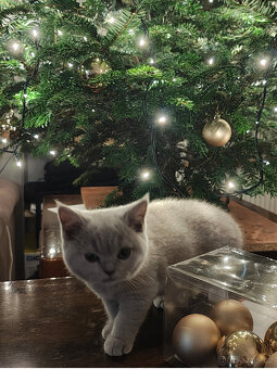 Britská krátkosrstá koťátka s PP - 3