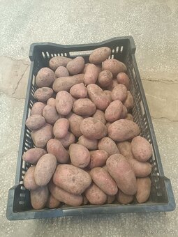 Červené brambory Laura - 3