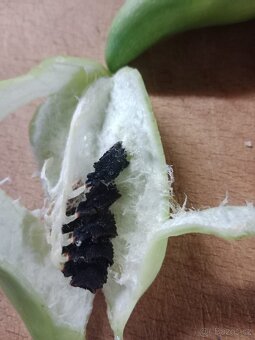 Semínka ačokči, 10 ks - 3