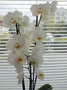 Květina Phalaenopsis - 3