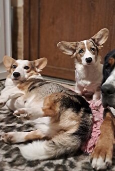 Wels Corgi Cardigan s PP - 3