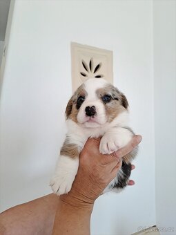 Wels Corgi Cardigan s PP - 3