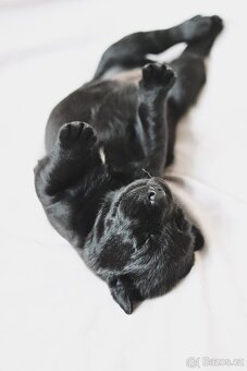 Štěňata - labradorský retriever s PP - odběr říjen 2025 - 3