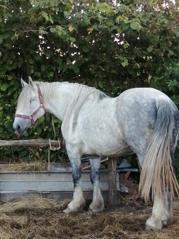 Percheron na predaj - 3