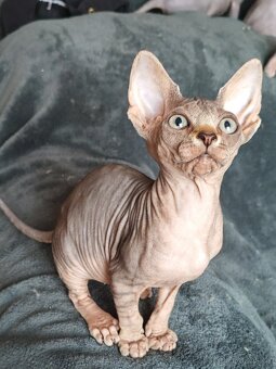 Sphynx - 3