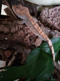 Pagekon řasnatý - 3