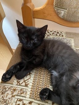 Daruji koťátka - 3