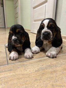 Basset hound šteniatka - rezervacie - 3
