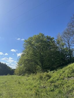 Prodám lesní pozemky v k.ú. Žďárek u Sychrova - 3