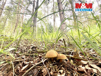 Prodej lesa v Koroužném - 3
