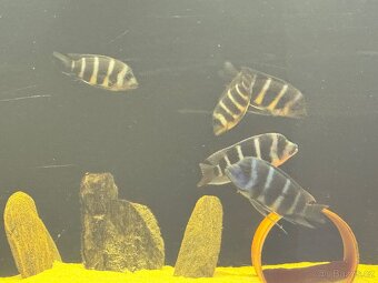 Gibberosa blue zaire moba - 3