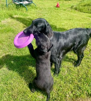 Štěně Flat coated retriever - 3