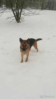 Nemecky ovčák typu Rex (štěňata ) - 3