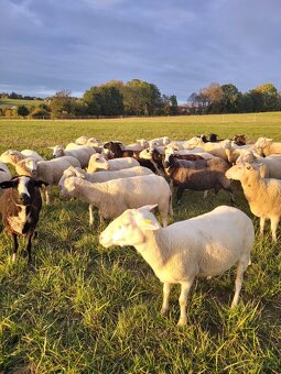 Přípuštěné východofríšské jehnice - 3