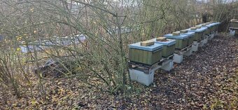 prodám přezimované včelí oddělky , včelstva , včely - 3