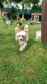 Čínský chocholatý pes ke krytí - 3