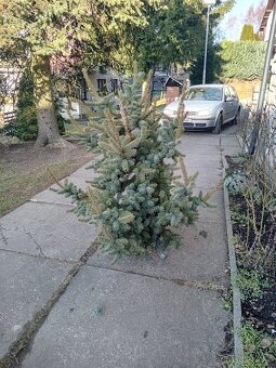 Vánoční vokřeš - 3