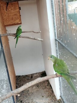 Prodám rozely, papousky nádherné - 3