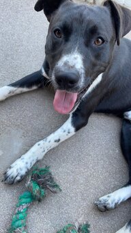 Nabízím psa do dobrých rukou 🐾 - 3