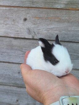 Mini  králíčci k   odběru - 3