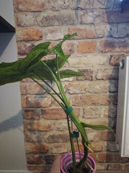 Syngonium podophyllum Mojito - 3