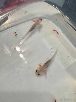 Axolotl mexický - vodní dráček - 3