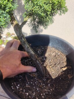 Tvarovaný strom, bonsai, niwaki, yamadori - 3
