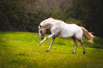 Připouštění Appaloosa - 3