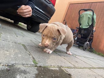 American Bully - 3