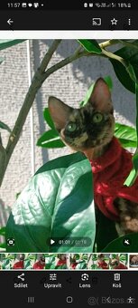 Devon Rex - 3