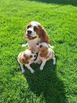 Kavalir king charles spaniel - 3