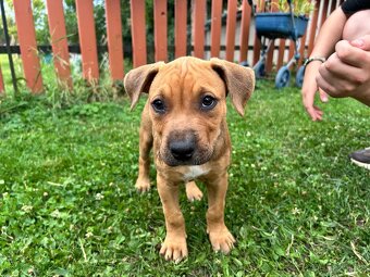 Štěňátka Pitbull X stafordširský bulteriér - 3