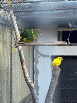 Kakarici,korela,andulka,penant - 3