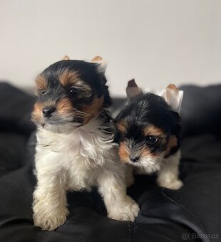 Biewer jorkšírský teriér - 3