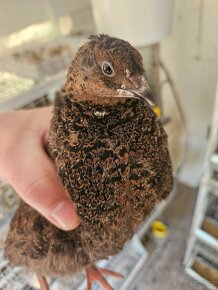 Křepelka japonská - 3