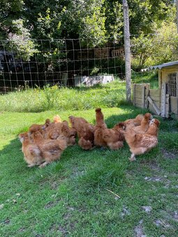 Hedvábnička žlutá velká - 3