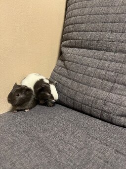 Mláďata morčata - 3