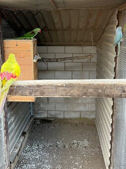 Alexandr velký samec 2025 - 3