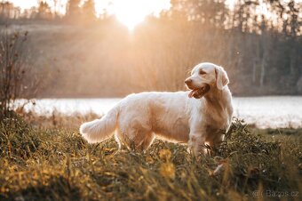 Golden retriever -Zlatý retrívr - 3