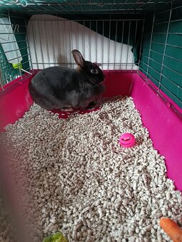 Zakrslí Králík - 3