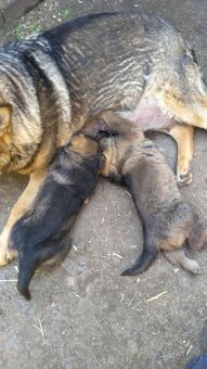 Štěně německý ovčák - 3