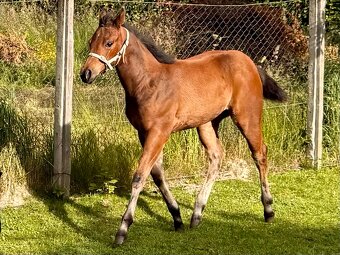 Kobylka Quarter Horse (AQH, QH) - 3