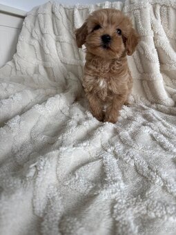 Cavapoo s pp/ registrací - 3