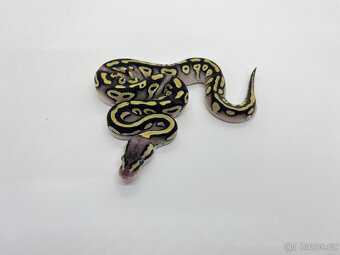 Krajta královská (Python regius) - 3