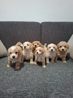 Maltipoo - 3