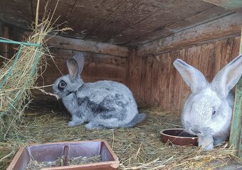 Velký světlý stříbřitý - 3